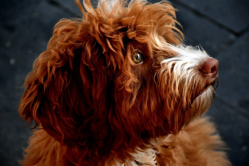 LouLou