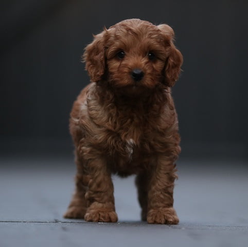 Brody