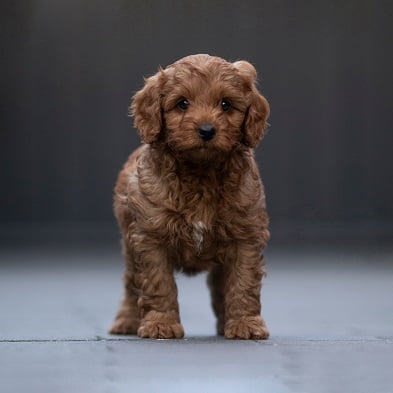 Brody
