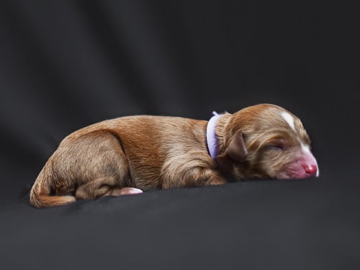 Bella