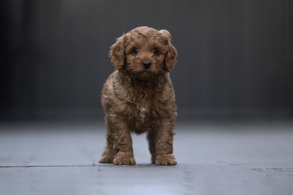 Brody