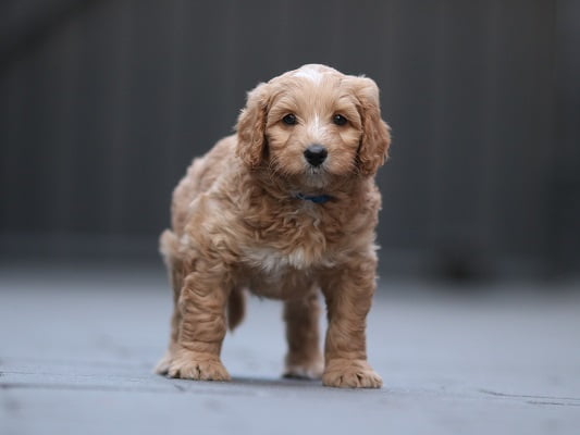 Barry