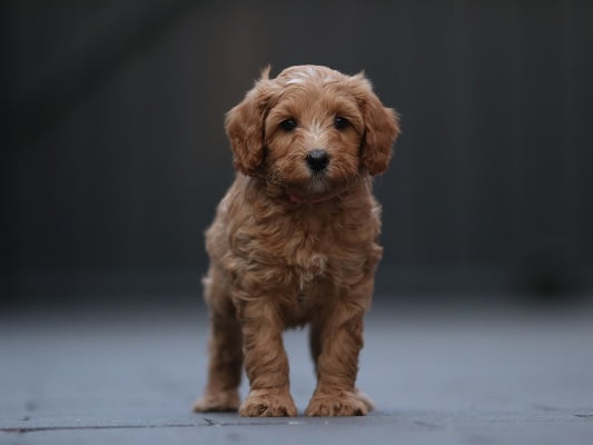 Beau