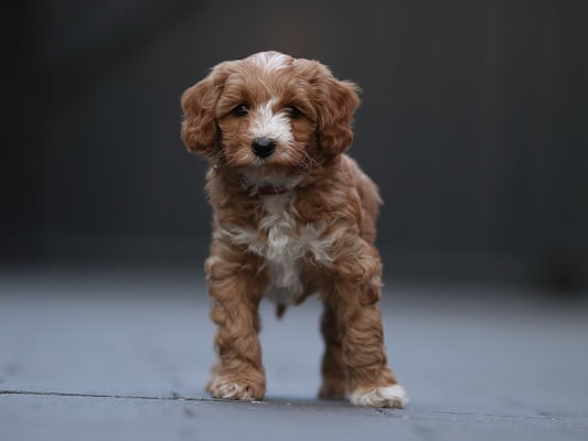 Bella