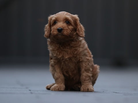 Bobby