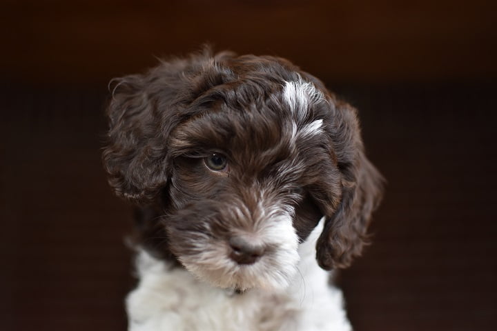 Lilly