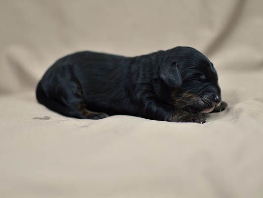 Charles
