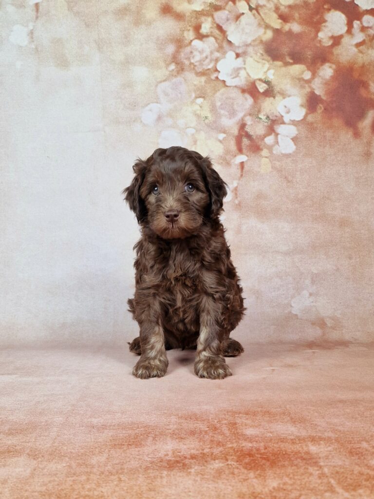Earl
