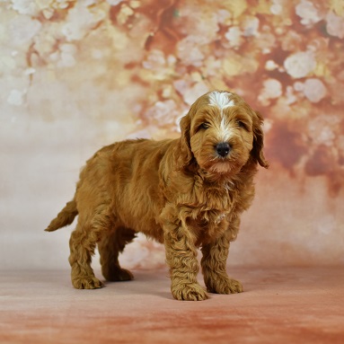Mr Oliver