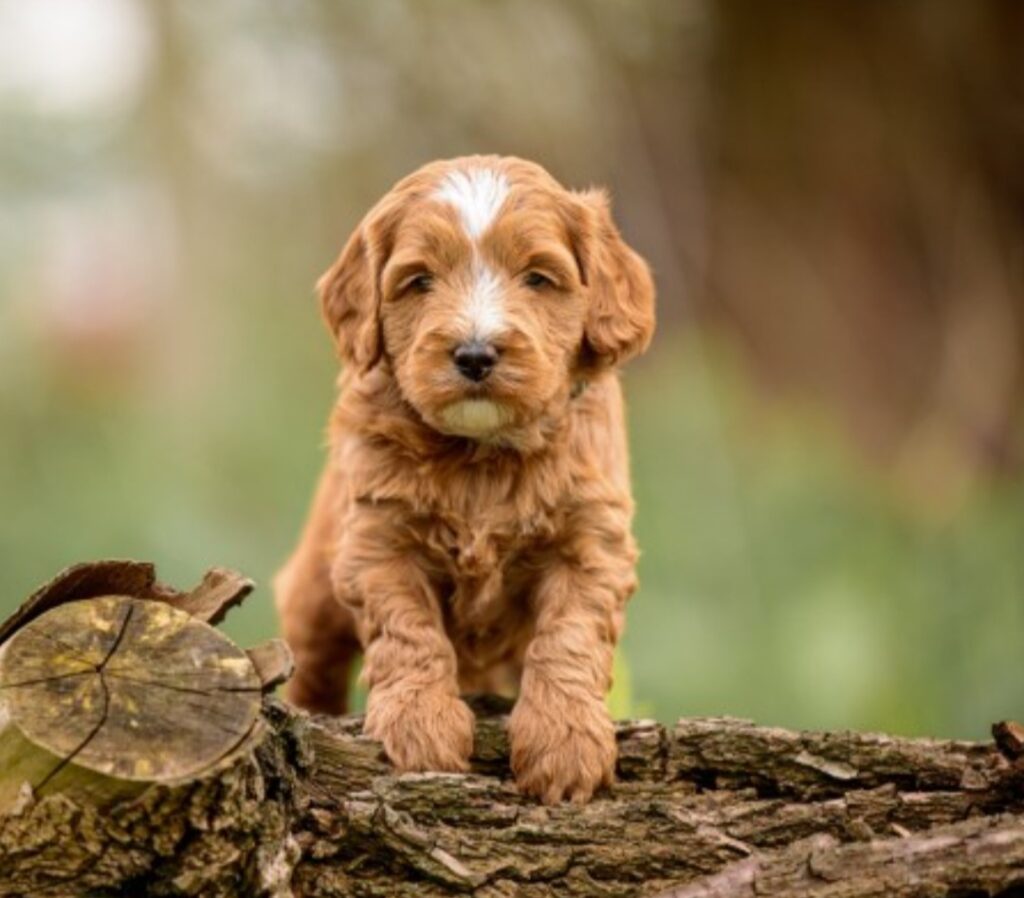 Mr Oliver