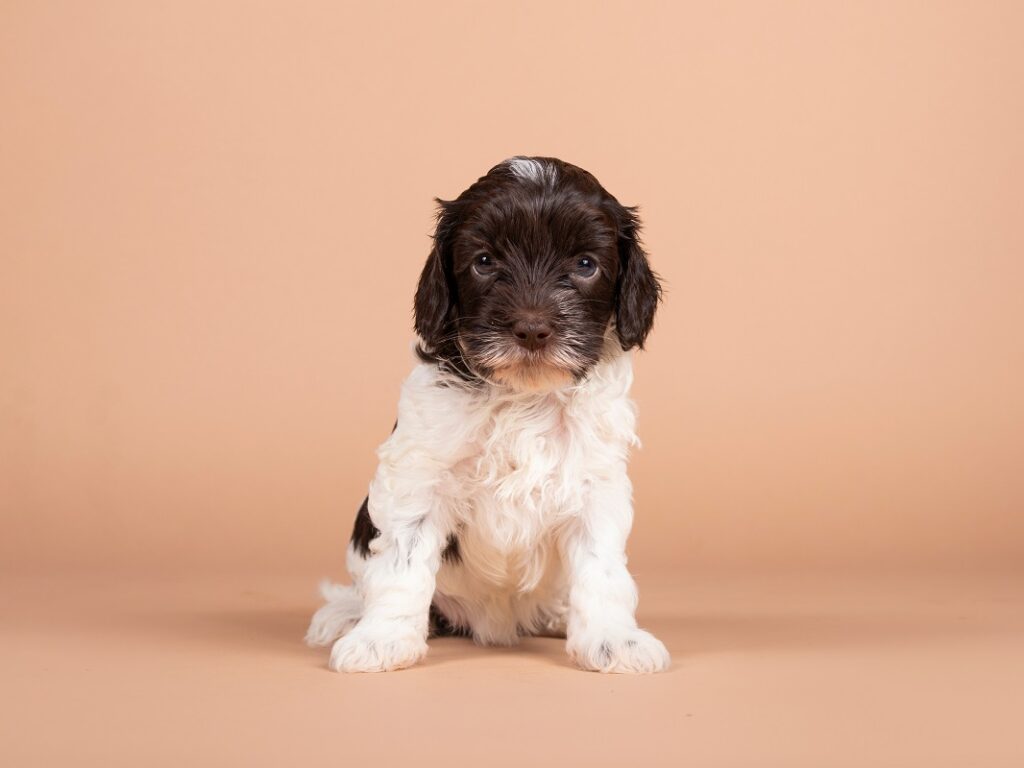 Izabelle