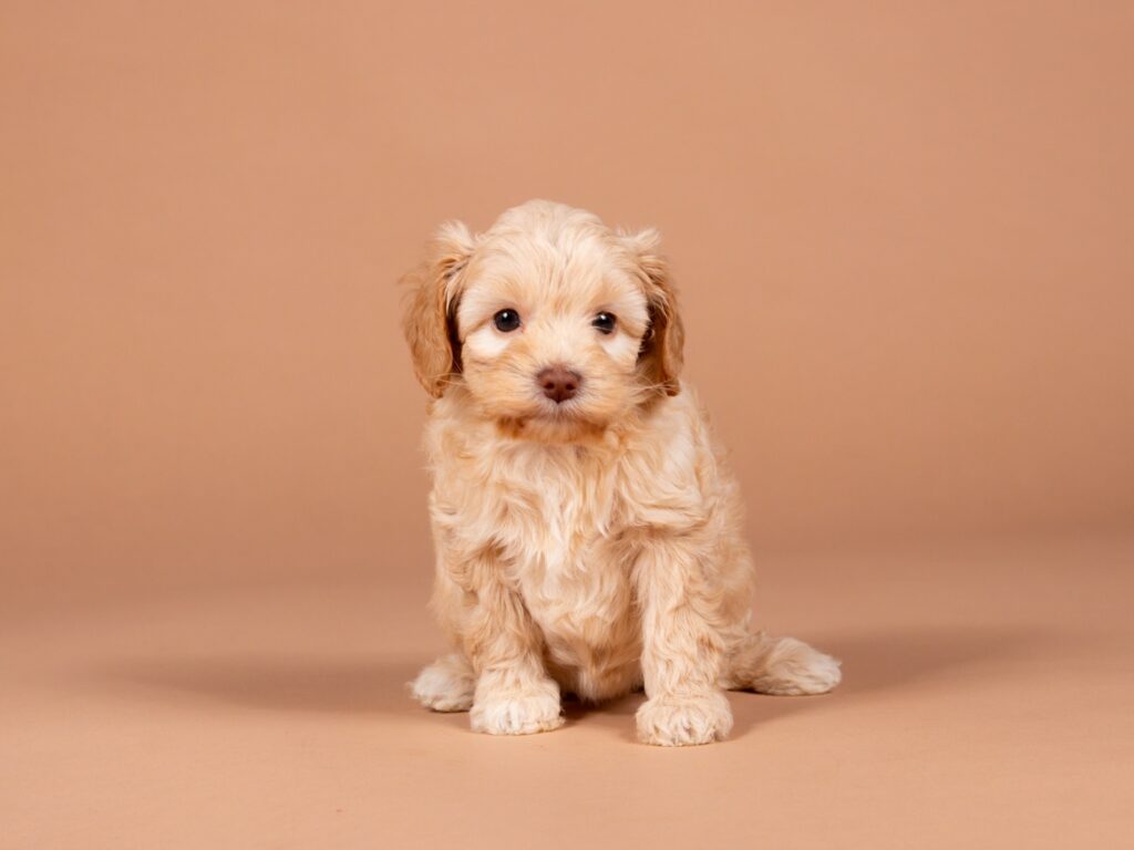 Pip