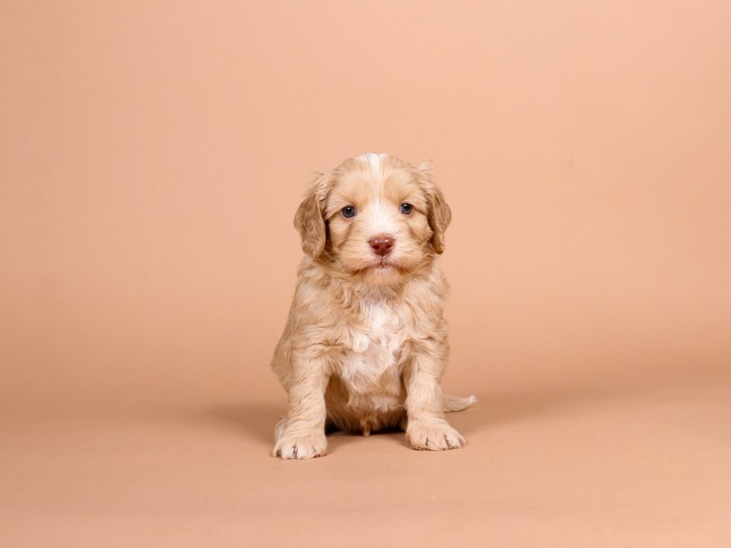 Nigel