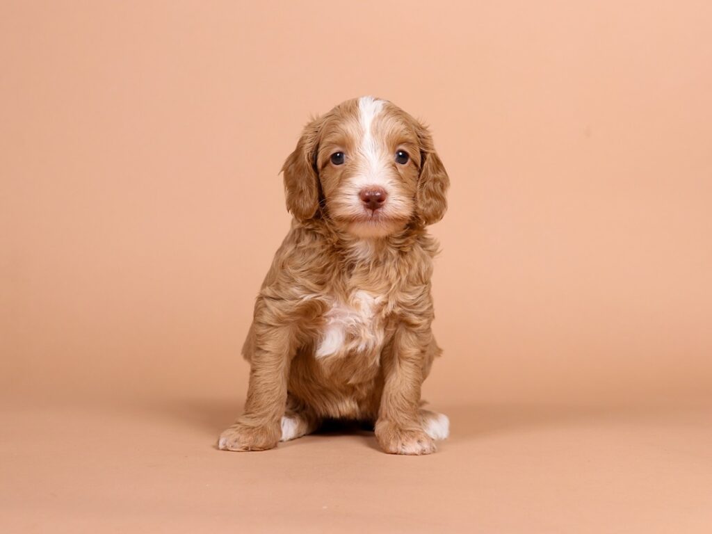 Nora