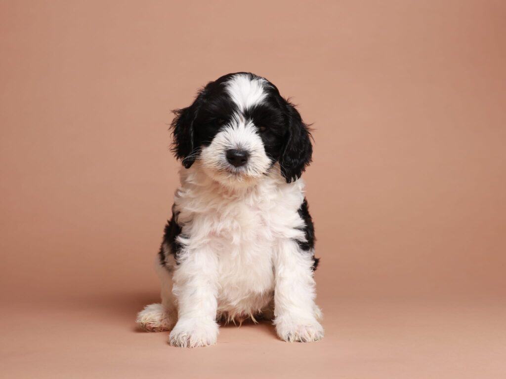 Ralph