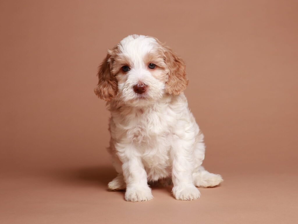 Roxy