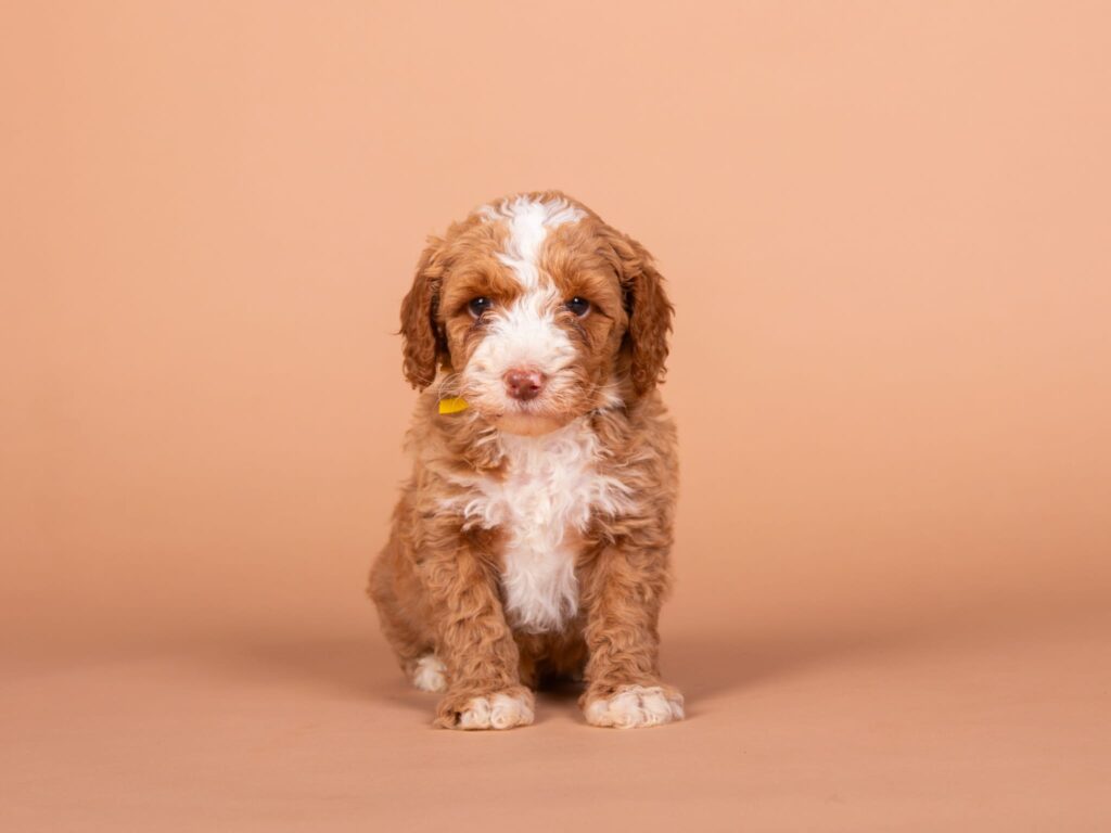 Sacha