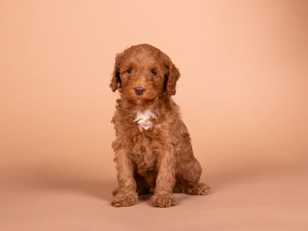 Sam
