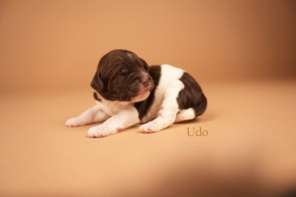 Udo