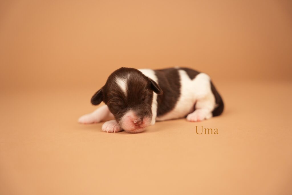 Uma