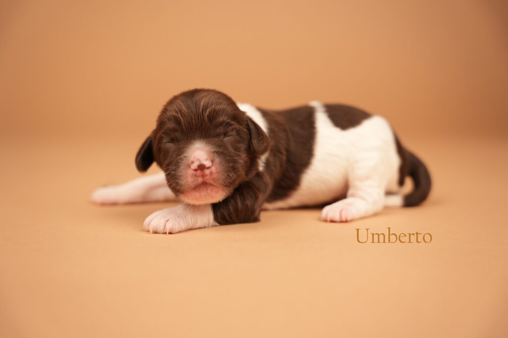 Umberto