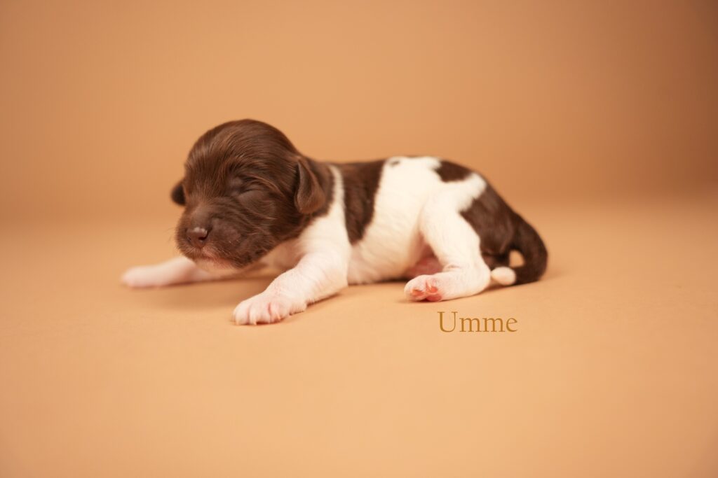 Umme