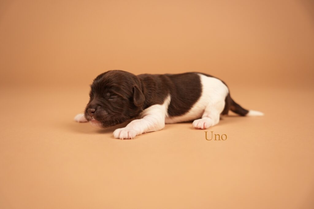 Uno