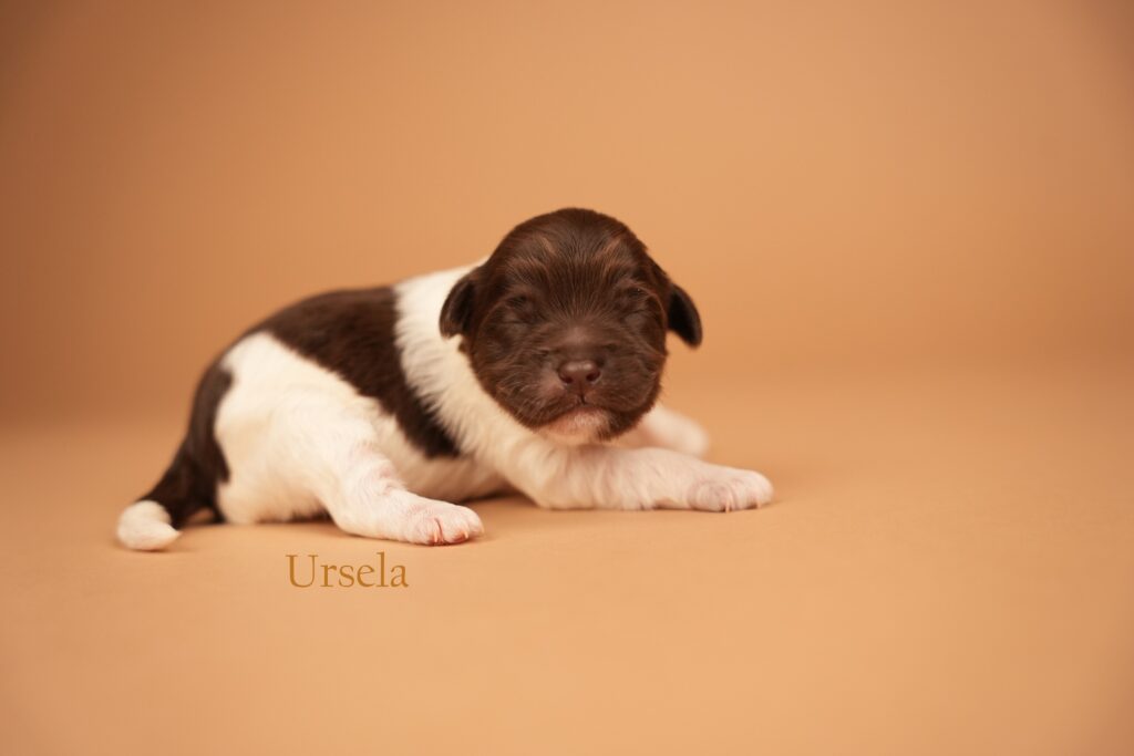 Ursela