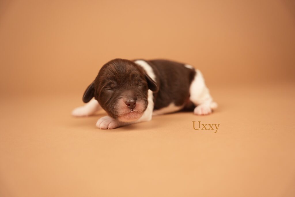 Uxxy