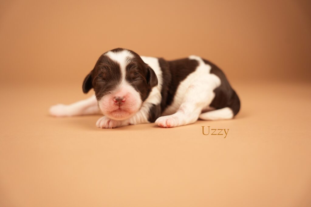 Uzzy