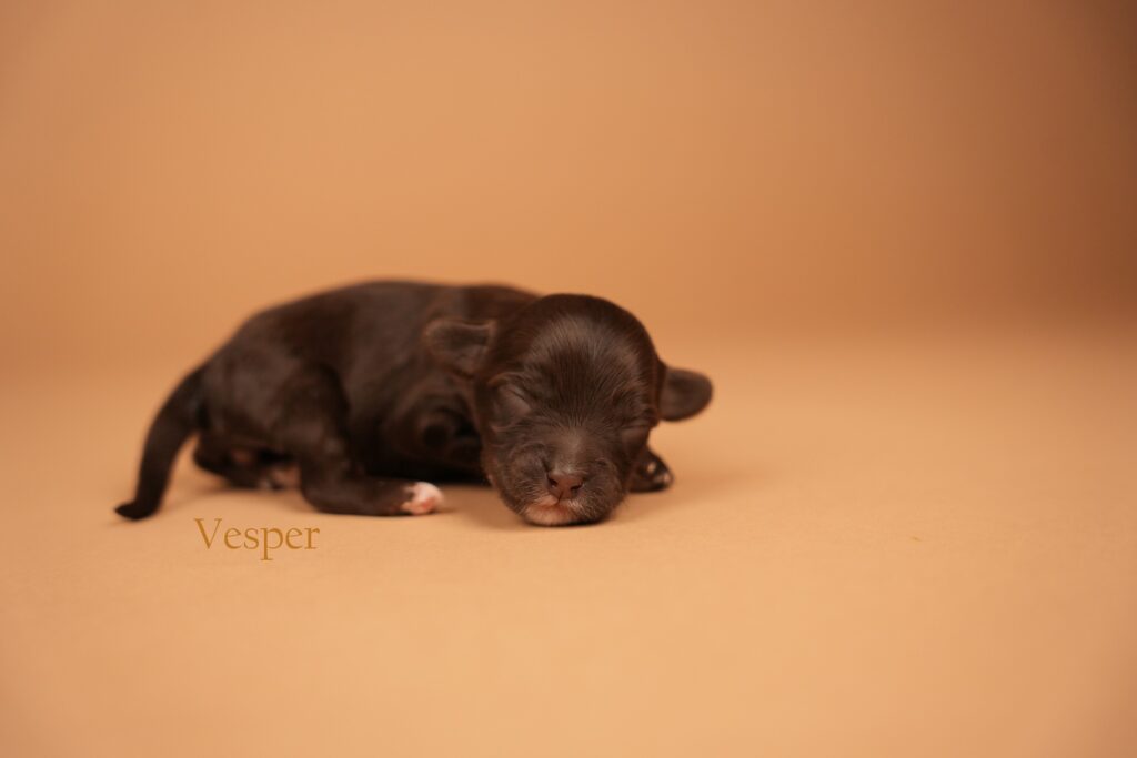 Vesper