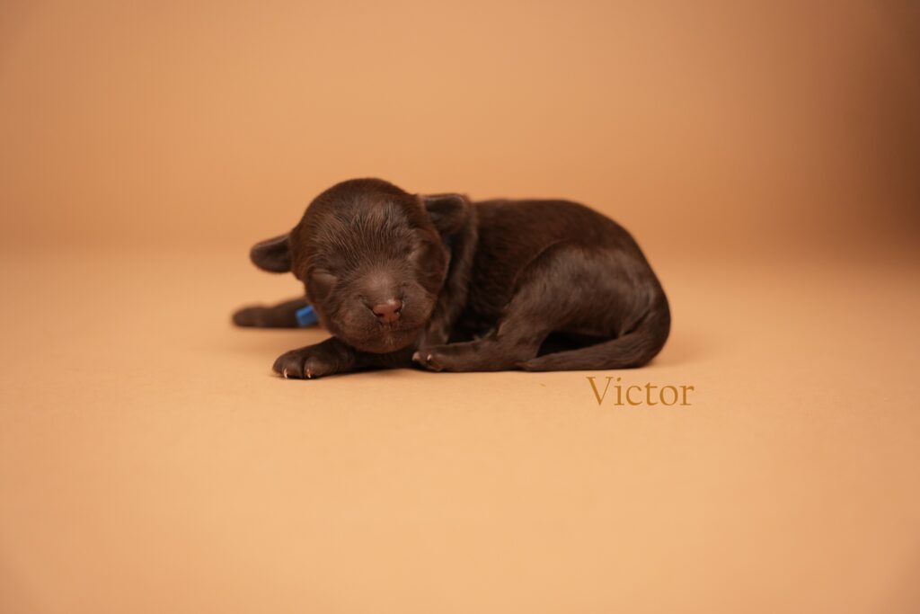 Victor