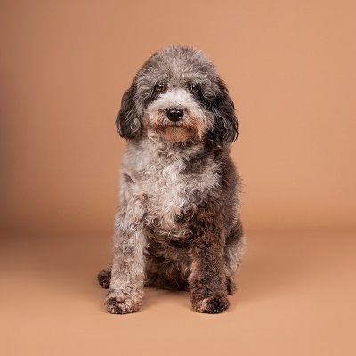 Bo