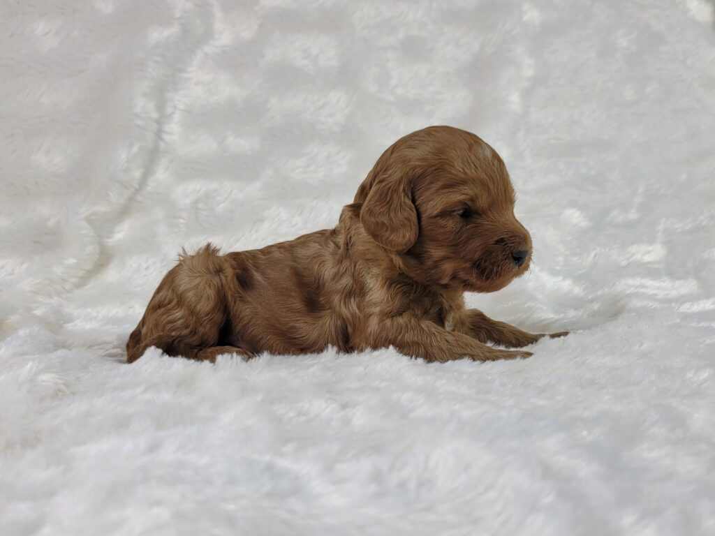 Brody