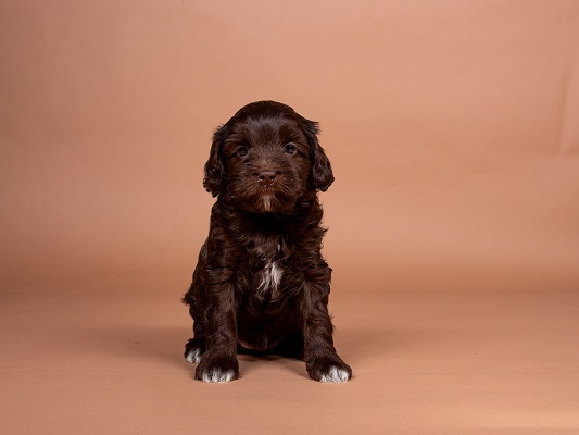 Milly