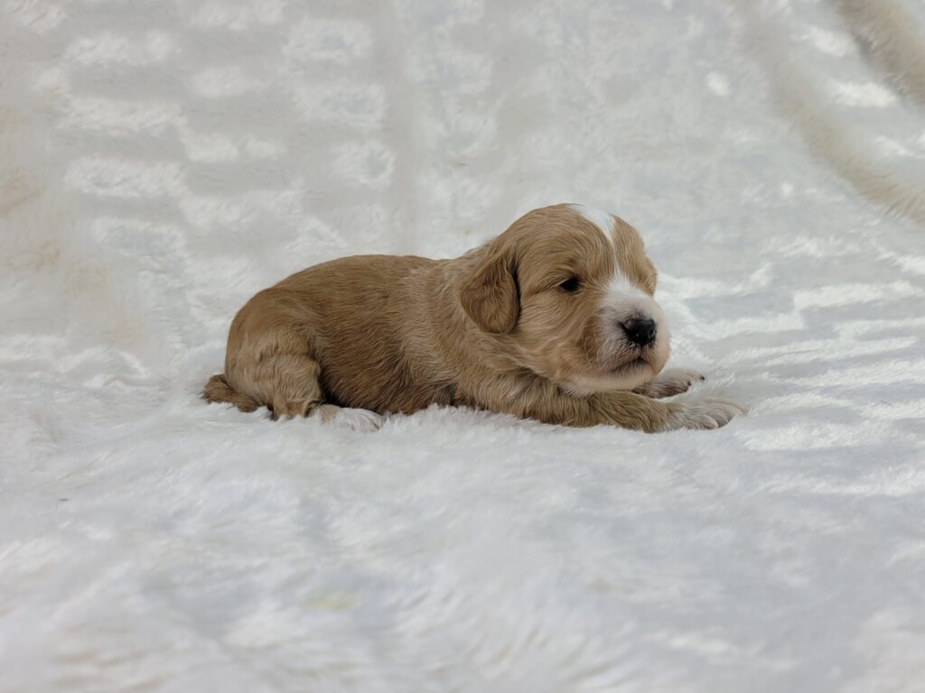 Bibi