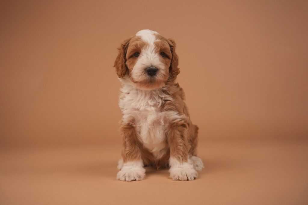 Walter