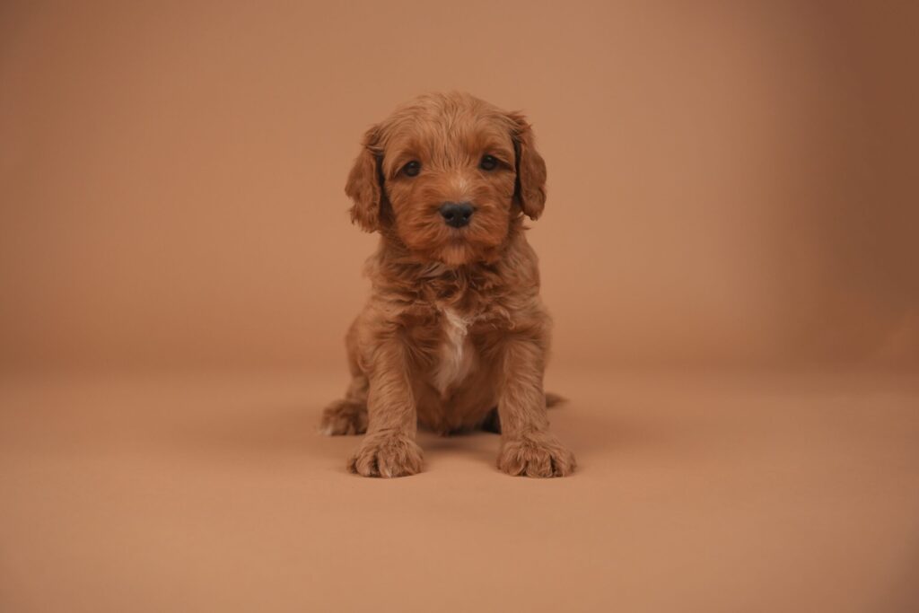 Willem