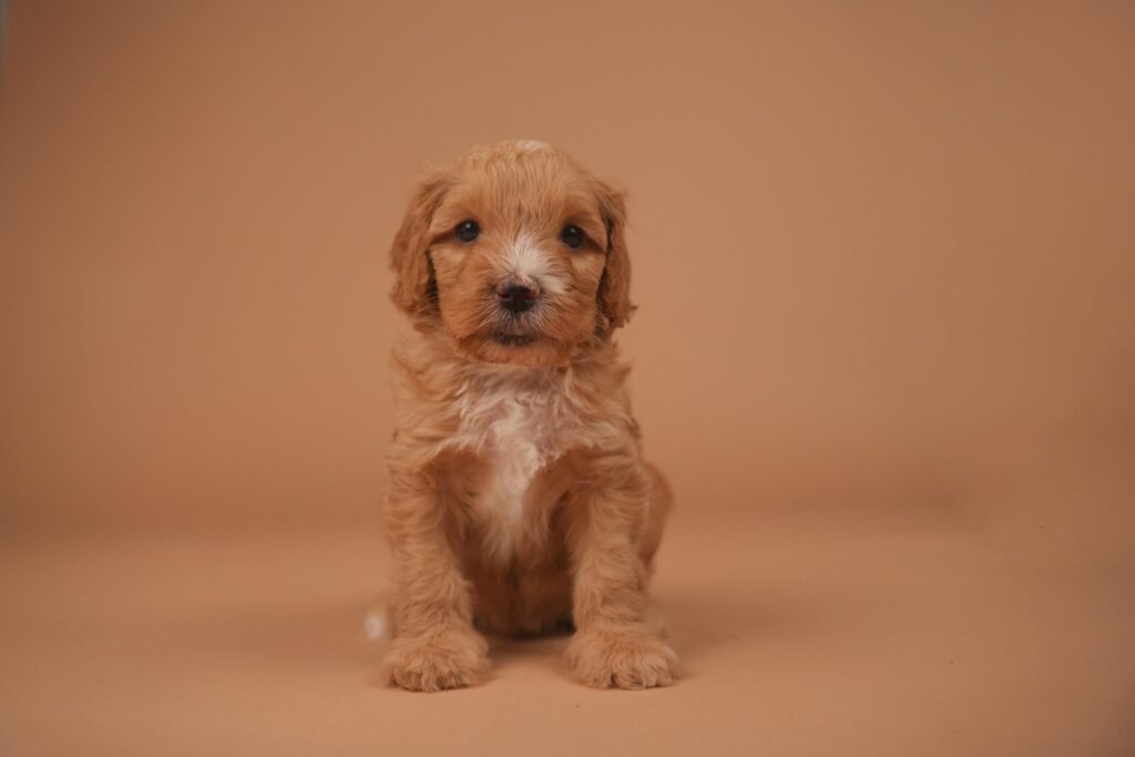 Winnie