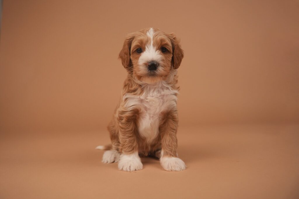 Winston