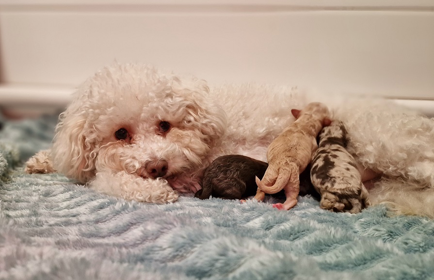 Puppy update