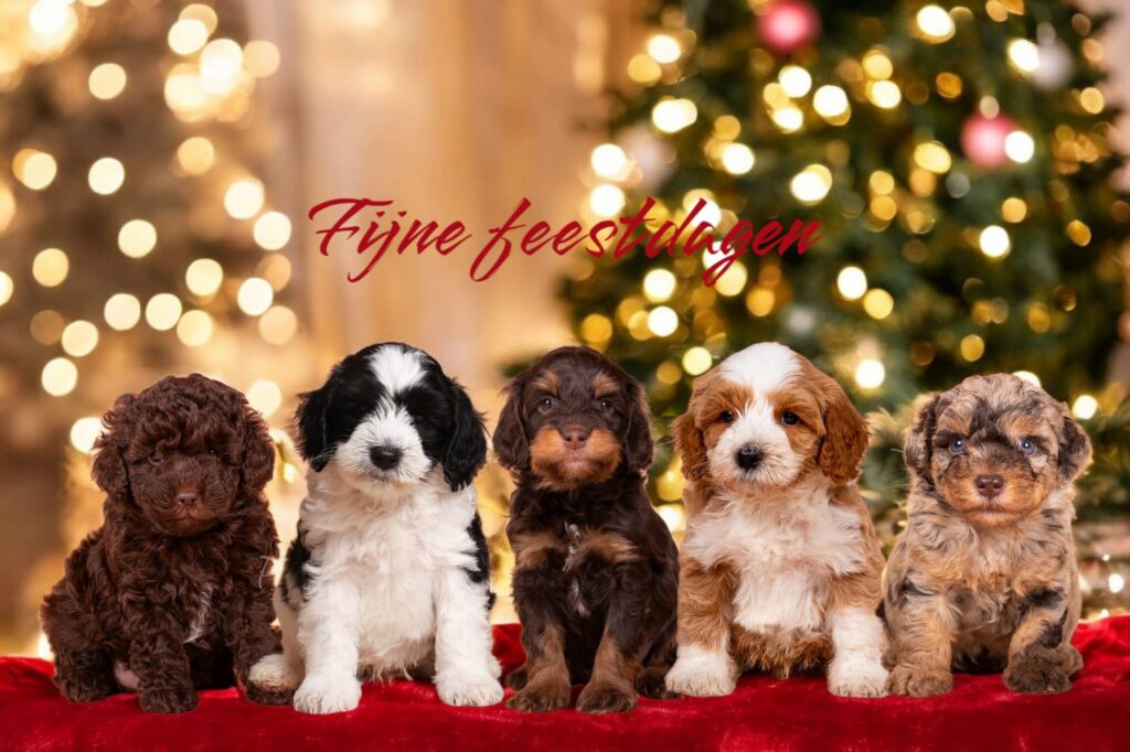 Fijne feestdagen