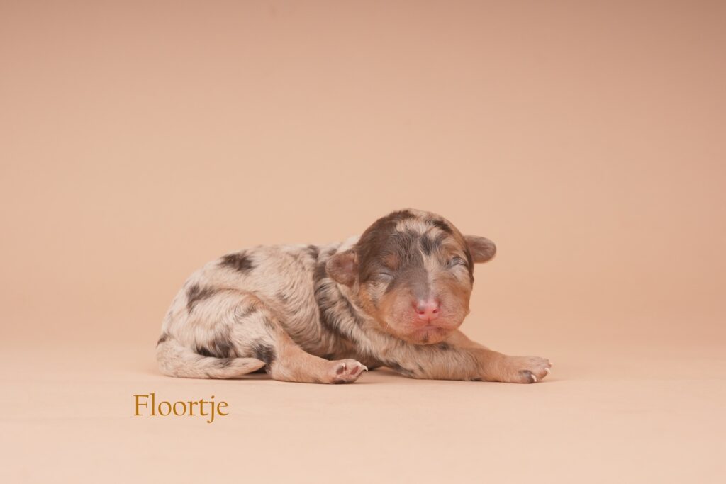 Floortje
