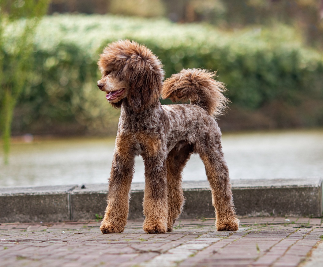 Willem