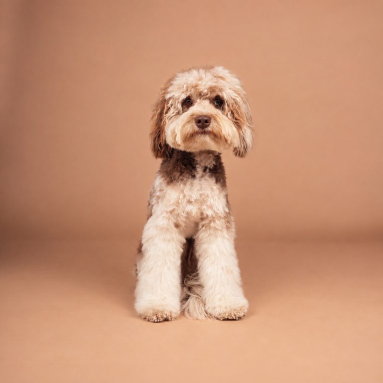 Oscar