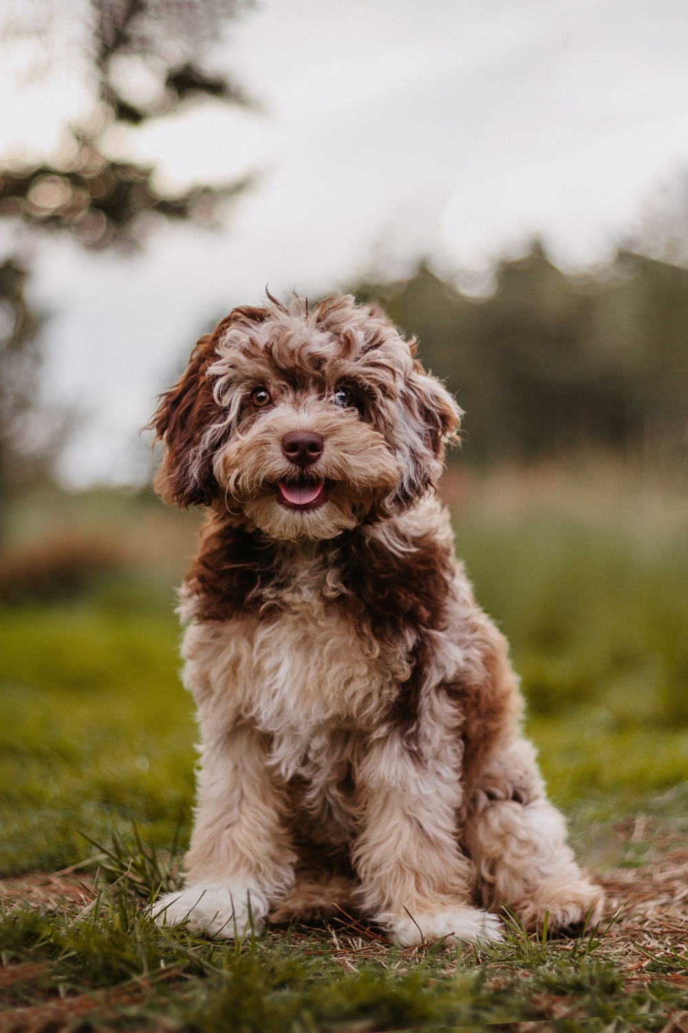Oscar
