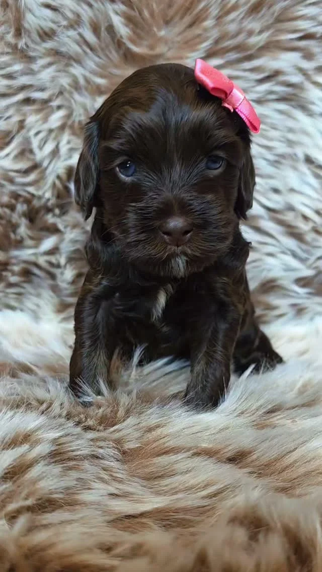 🌸 - A whole lot of chocolate sweetness in one frame 🤎✨
Who else could watch these four all day? 🤎

#chocolatedoodle #Australianlabradoodle
#minidoodle #doodle #pattybakker