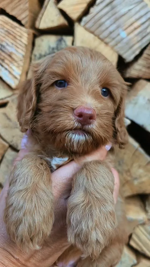 Happiness looks like this 🤍 Who else is obsessed?🤩"
 
#doodlesofinsta #reddoodle #doodlepuppies #doodlemini #pattybakker